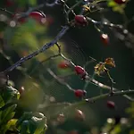 Panoramablick 360 Grad In Den Weinbergen *