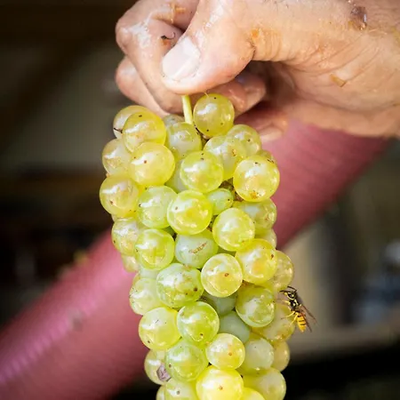 Panoramablick 360 Grad In Den Weinbergen Апартаменты