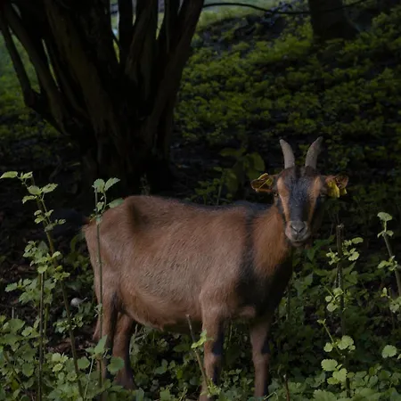Panoramablick 360 Grad In Den Weinbergen Trzec