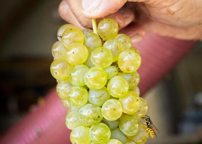 Panoramablick 360 Grad In Den Weinbergen شقة