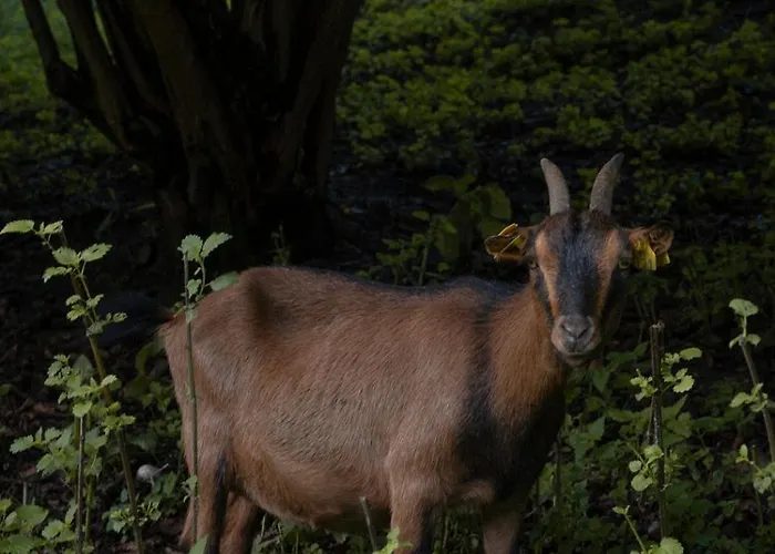 Panoramablick 360 Grad In Den Weinbergen Trzec