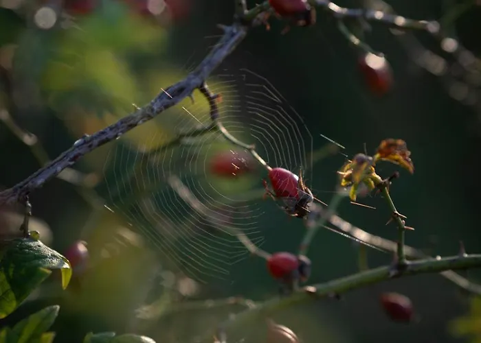 Panoramablick 360 Grad In Den Weinbergen *